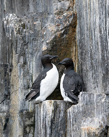 Brunnich's Guillemot pair