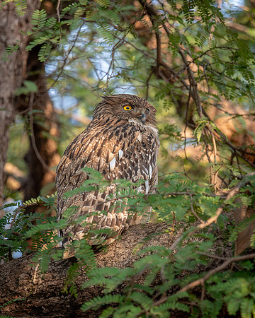 Brown Fish Owl, India