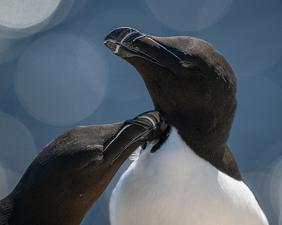 Razorbills grooming