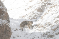Snow Leopard, Mongolia