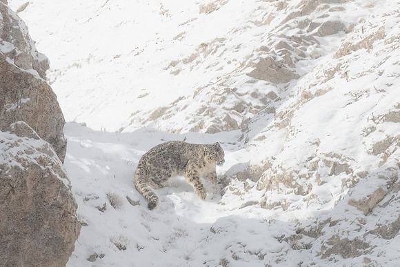 Snow Leopard, Mongolia