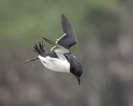Razorbill hanging in a strong wind