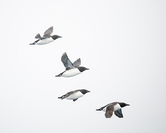 Brunnich's Guillemot in flight, in fog