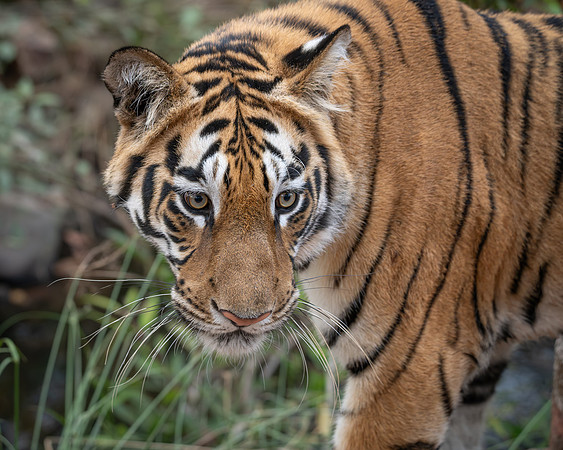Tiger, India