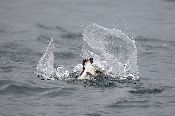 Common Murre - departing