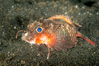 Stingfish, Indonesia