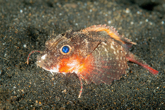 Stingfish, Indonesia