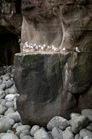 Kittiwakes nesting on a ledge