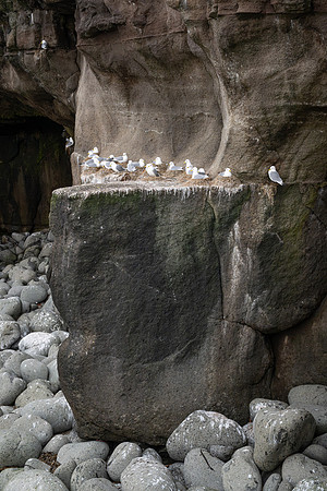Kittiwakes nesting on a ledge