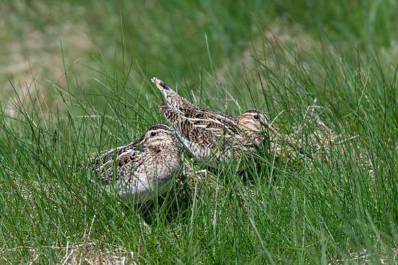 Snipe