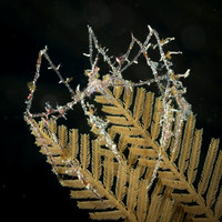 Hydroid Spider Crab, Indoneisa