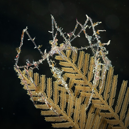 Hydroid Spider Crab, Indoneisa
