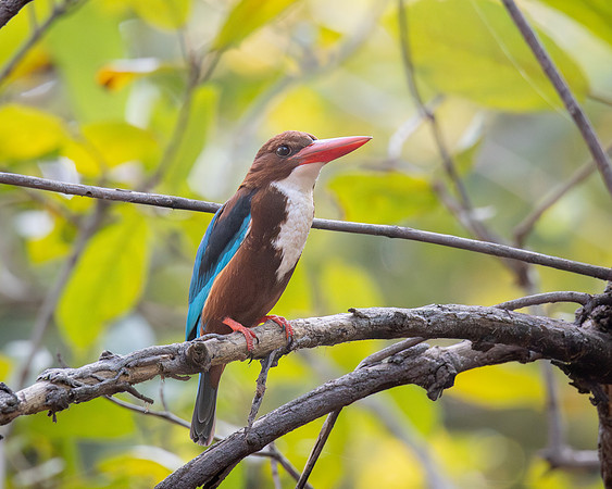 White-throated Kingfisher, India