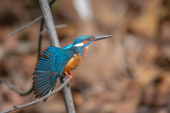 Common Kingfisher, India