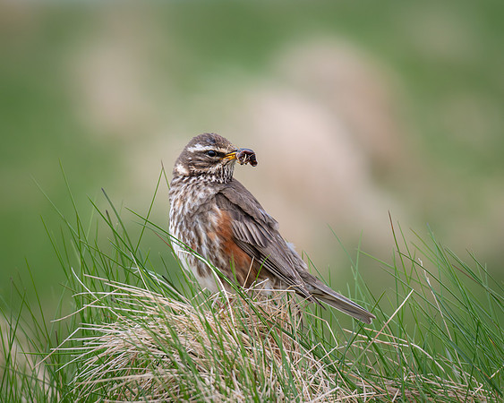 Redwing