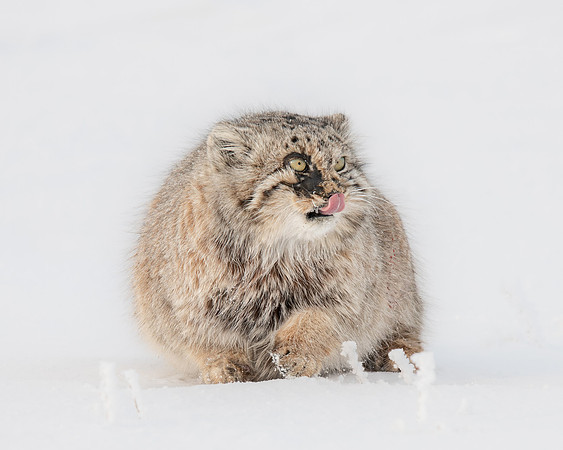 Pallas's Cat, Mongolia