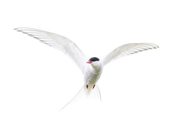 Arctic Tern