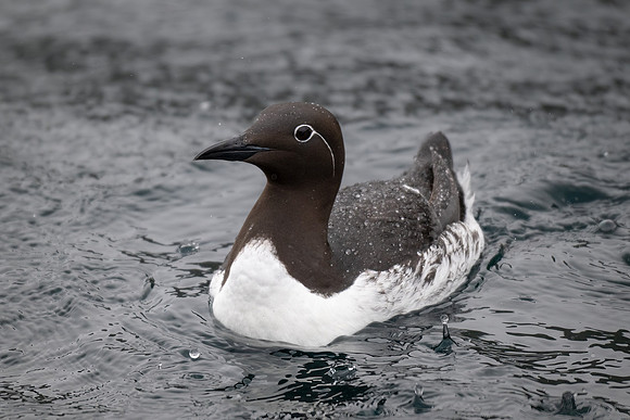 Common Murre in the rain