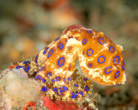 Blue-ringed Octopus, Indonesia
