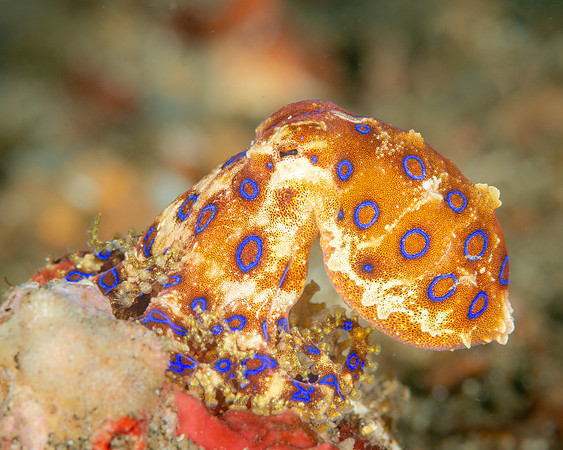Blue-ringed Octopus, Indonesia