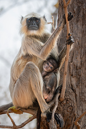 Northern Plains Langur, India