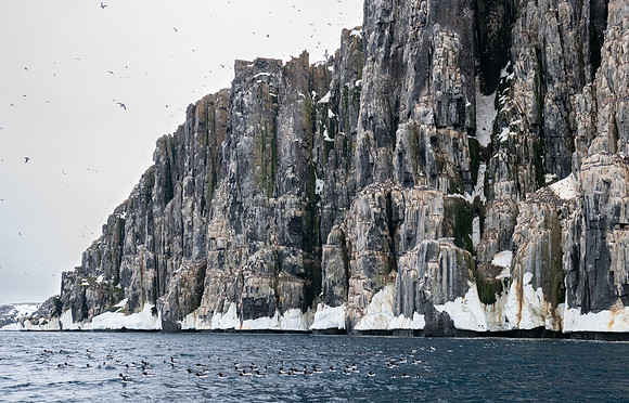 Brunnich's Guillemot breeding colony at Alkefjellet