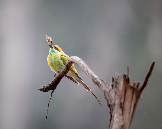 Asian Green Bee-eater, India