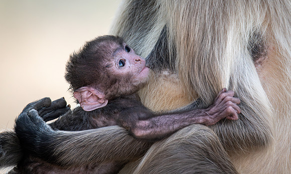 Northern Plains Langur, India