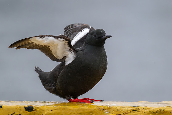 Black Guillemot