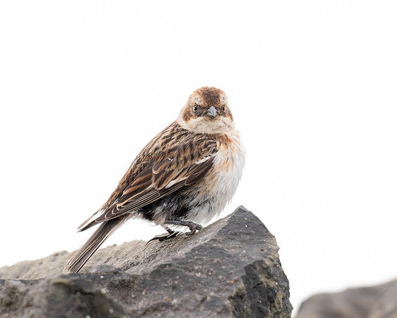 Snow Bunting with a club-foot