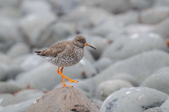 Common Redshank