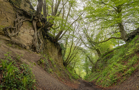 Trackway in Spring, Wiltshire