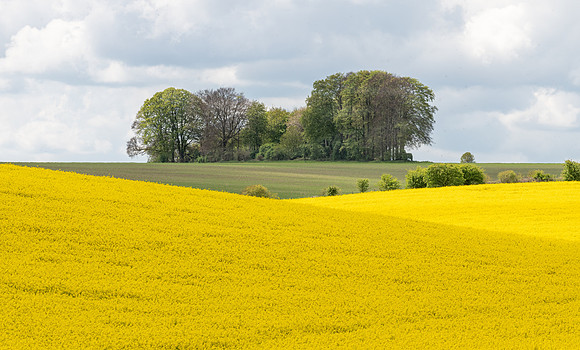 Wiltshire Spring