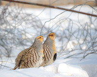 Daurain Partridge, Mongolia