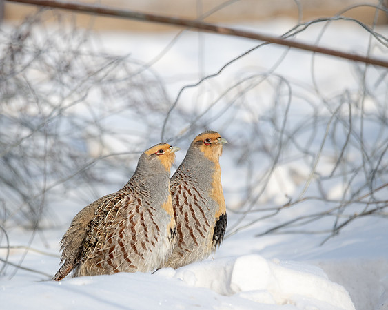 Daurain Partridge, Mongolia