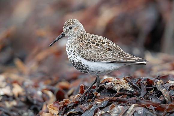Dunlin