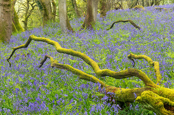Bluebells, Wiltshire