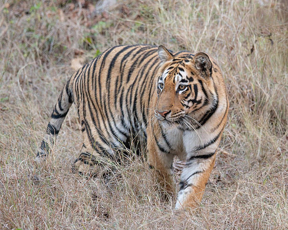 Tiger, India
