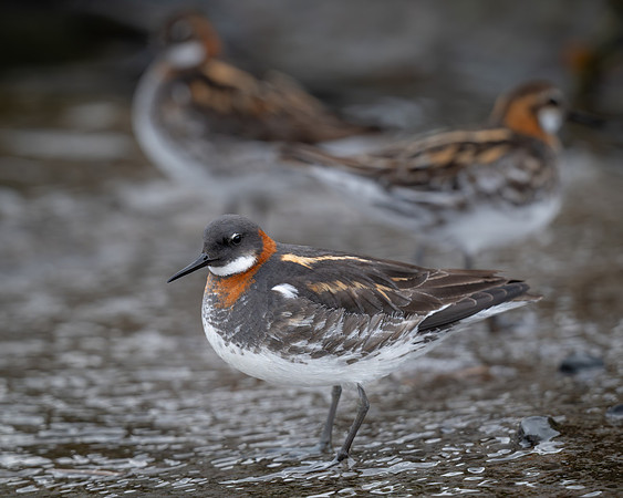 Red-necked Phalarope