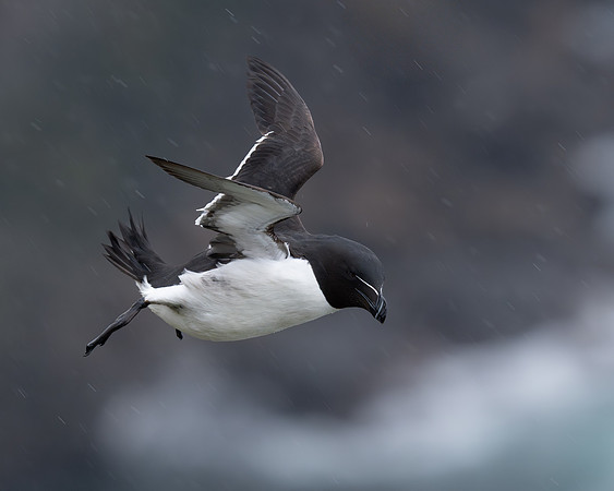 Razorbill soars above a rough ocean