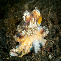 Coconut Octopus, Indonesia