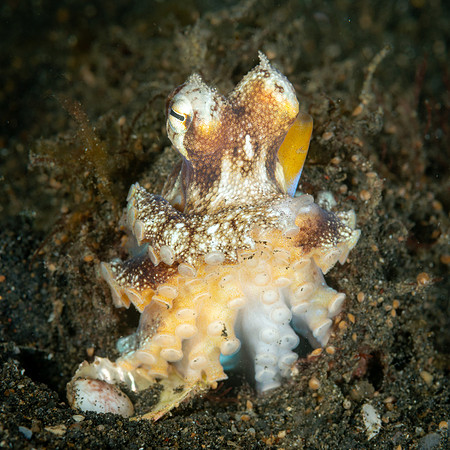 Coconut Octopus, Indonesia