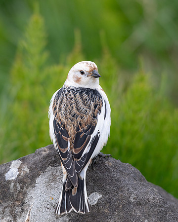 Snow Bunting