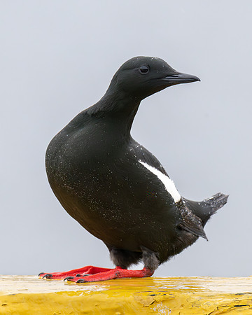 Black Guillemot
