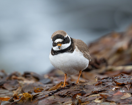 Common Ringed Plover