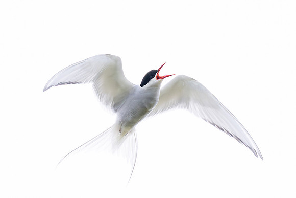 Artcic Tern