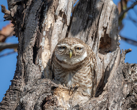 Spotted Owlet, India