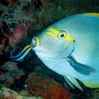 Cleaner Wrasse action, Indonesia