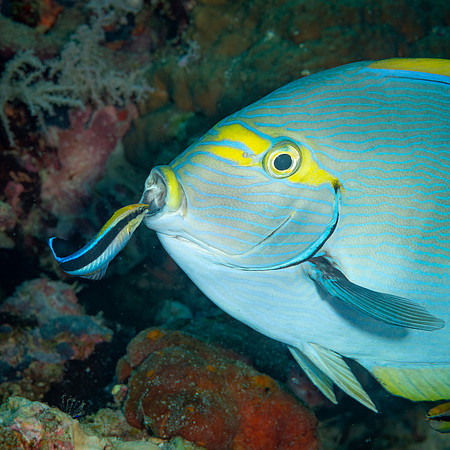 Cleaner Wrasse action, Indonesia