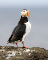 Puffin